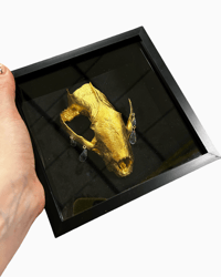 Image 1 of Badger Skull