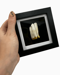 Sheep tooth frame