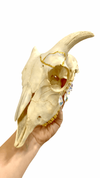 Image 2 of Kintsugi Sheep Skull