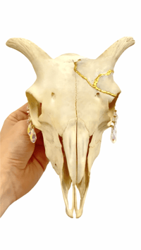 Image 1 of Kintsugi Sheep Skull