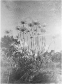 Image 3 of A Summer of a Thousand Years - Martin Bogren 