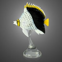Image 1 of Tinker's Butterflyfish