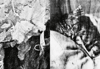 Image 3 of FELIX - Felix The Saiz