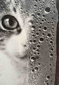 Image 5 of FELIX - Felix The Saiz