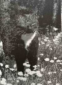 Image 8 of FELIX - Felix The Saiz