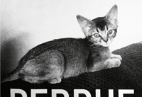 Image 7 of FELIX - Felix The Saiz