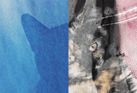 Image 6 of FELIX - Felix The Saiz