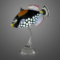 Image 2 of Clown Triggerfish