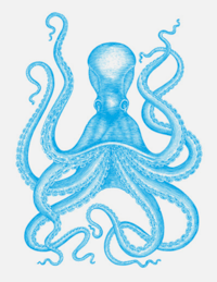 Image 1 of Octopus