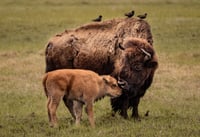 Image 2 of 2026 Calendar