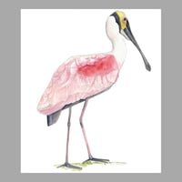 Image 1 of The modern Spoonbill - Original bird art