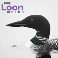 Image 2 of (Drops Feb 1st)True Loon Genetic's ~ Buffalo Cream