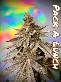 Image 1 of Cannabis Family ~ PACK A LUNCH