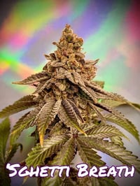 Image 1 of Cannabis Family ~ SGHETTI BREATH