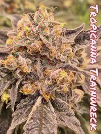 Image 1 of SoFem ~ Tropicanna Trainwreck 