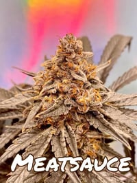 Image 1 of Cannabis Family ~ MEAT SAUCE 