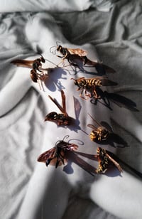october (wasps)