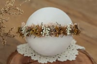 Newborn/Sitter Halo 13