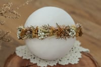 Newborn/Sitter Halo 16