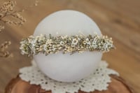 Newborn/Sitter Halo 17