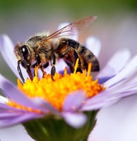 Image 4 of Individually Hand Painted ‘Bee Board and 4 Coasters 