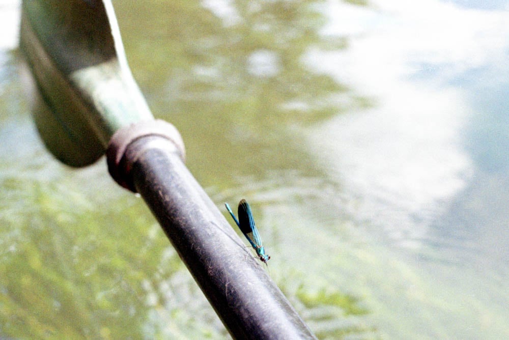 Image of Print: Libellengrün