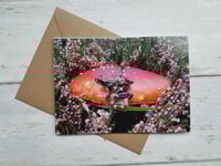 Sutton Coldfield Park Frog (Photo Greeting Card)