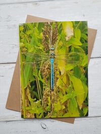 Dragonfly (Photo Greeting Card)