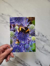 Image 3 of Bumblebee on Thistle (Photo Greeting Card)