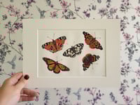 Image 2 of Butterflies (A5 Mounted Print)