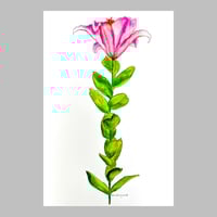 Image 1 of Original pink lily botanical watercolor painting
