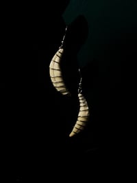 Image 2 of Wire Wrapped Coyote Tooth Earrings