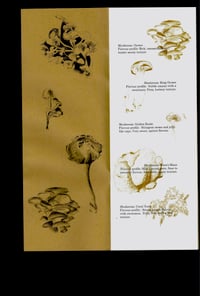 Image 2 of Recipes for Local mushrooms