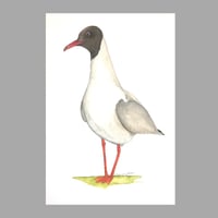 Image 1 of Seagull bird, original  coastal bird watercolor 