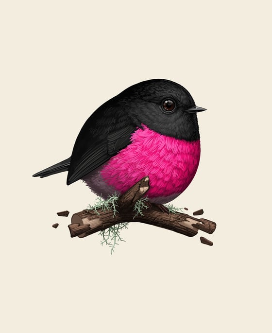 Image of Pink Robin