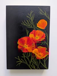 California Poppy II