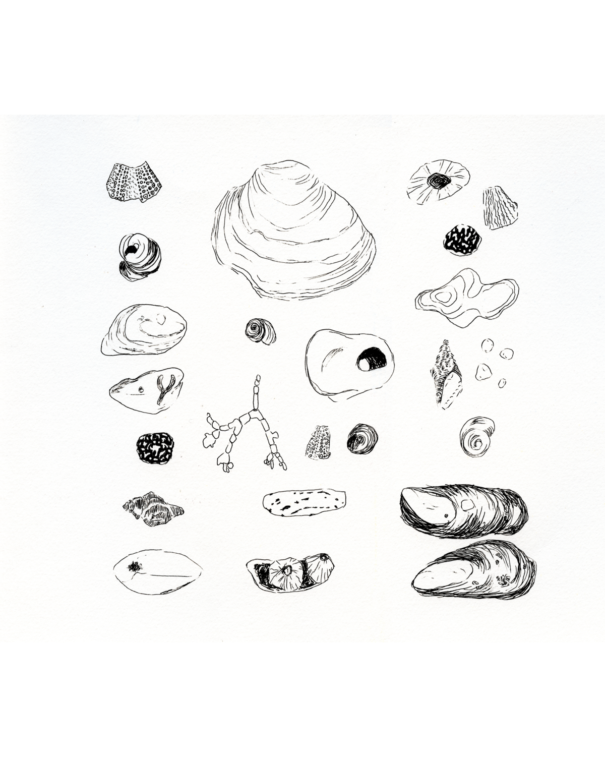 Shell Collection 8.24