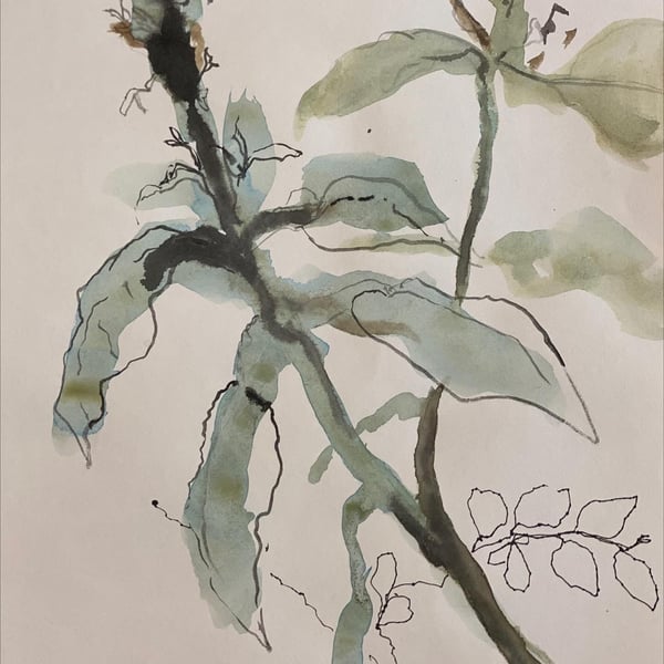 Image of SATURDAY ART WORKSHOP , Walk + Draw in the Summer garden,  20 December, Mt Coot-tha Botanic Gardens