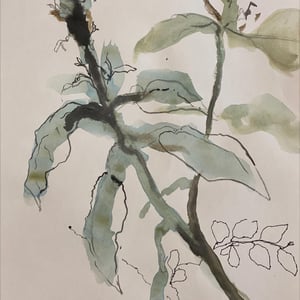 Image of SATURDAY ART WORKSHOP , Walk + Draw in the Summer garden,  20 December, Mt Coot-tha Botanic Gardens