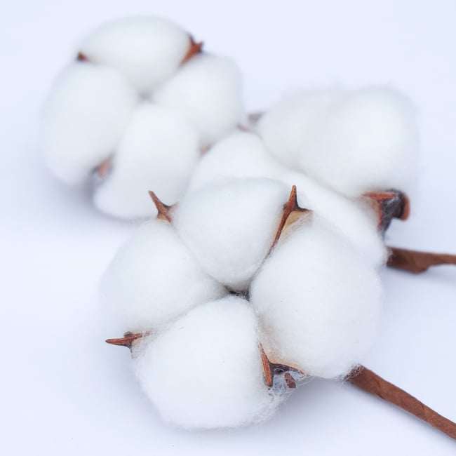 Natural Cotton Flowers for Decoration