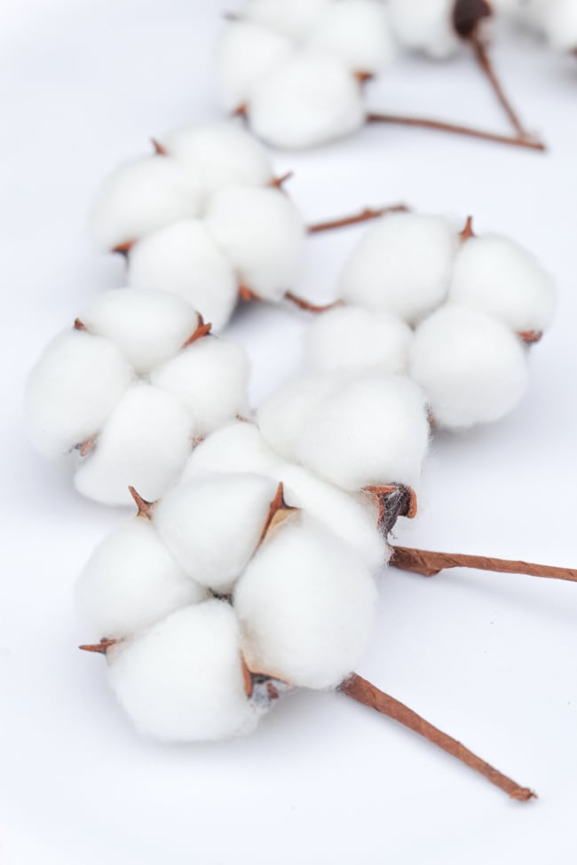 Natural Cotton Flowers for Decoration