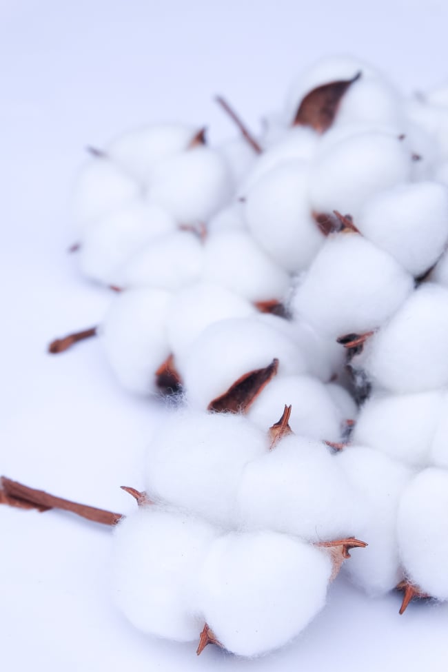 Natural Cotton Flowers for Decoration