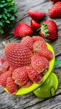 Image 3 of Mystery Small Scoop Bundle 15pcs