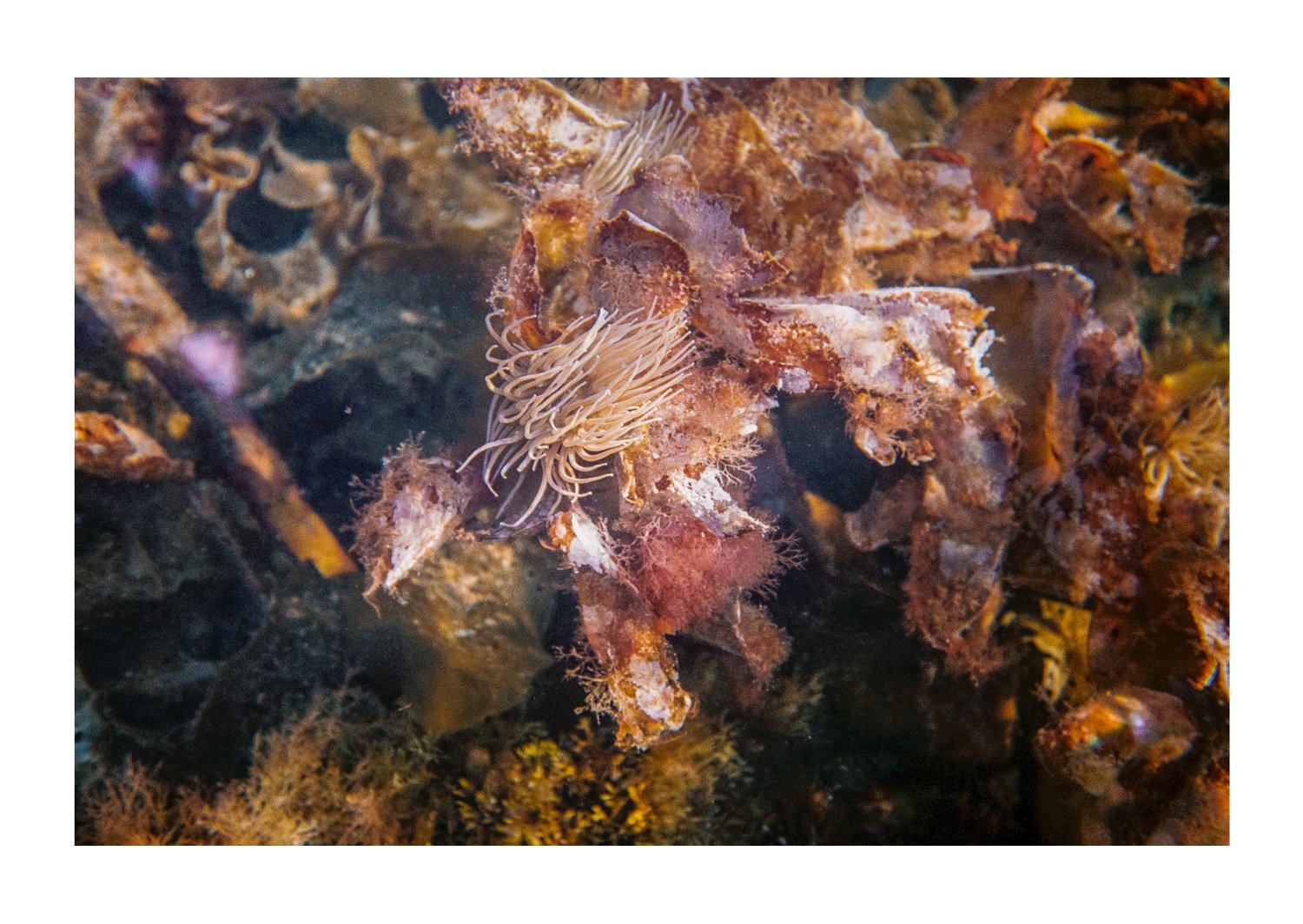 Image of Undersea #1