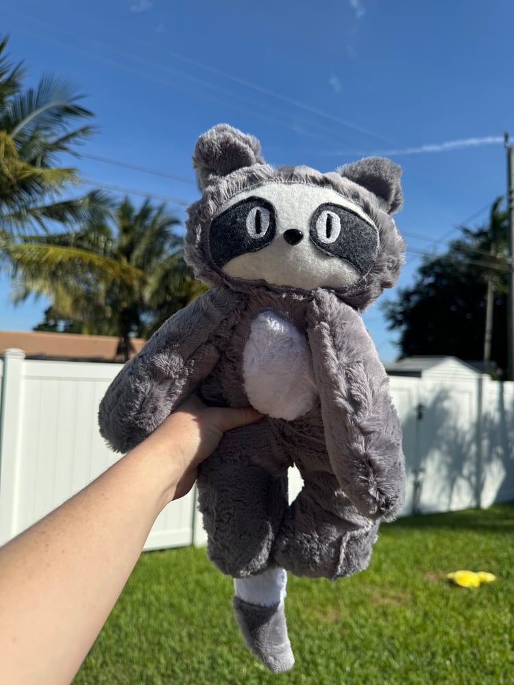 Image of Ava the Raccoon