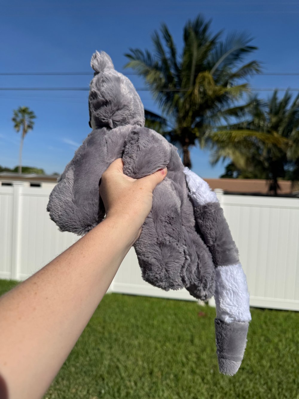 Image of Ava the Raccoon