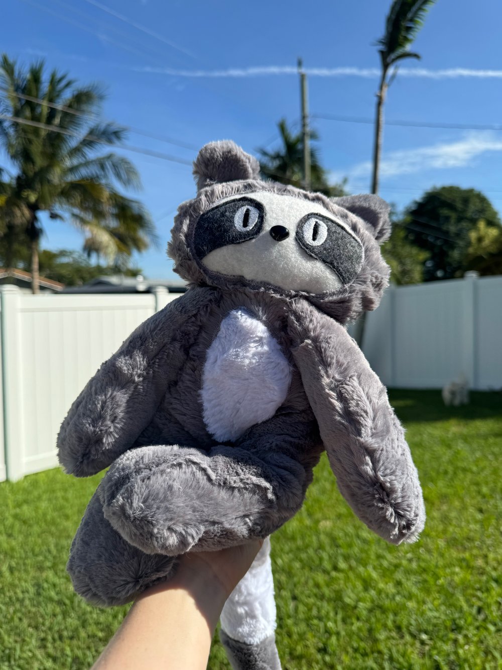 Image of Ava the Raccoon