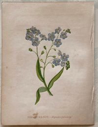 Small antique wild flower print (1)
