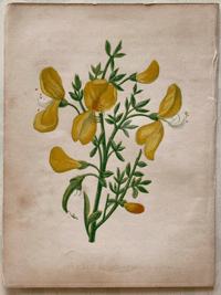 Small antique flower print (2)