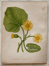 Small antique wild flower print (4)